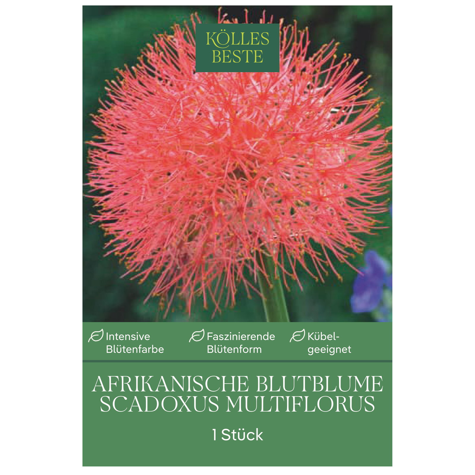 Kölles Beste Afrikanische Blutblume, rot, Größe 14/16, 1 Blumenknolle