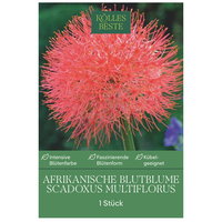 Kölles Beste Afrikanische Blutblume, rot, Größe 14/16, 1 Blumenknolle