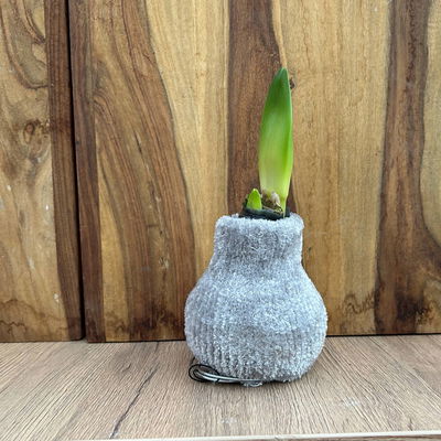 Amaryllis in Wachs, Dekor 'Pullover Cozy Fluffy' nach Verfügbarkeit, Blüte weiß Amaryllis in Wachs, Dekor 'Pullover Cozy Fluffy' nach Verfügbarkeit, Blüte weiß