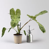 Philodendron 'Paraiso Verde', Topf-Ø 12 cm, Höhe ca. 30 cm