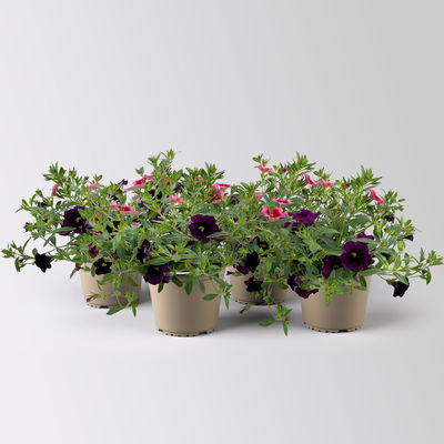 Zauberglöckchen 'Duo', rosarot & lila, Topf-Ø 14 cm, 4 Pflanzen