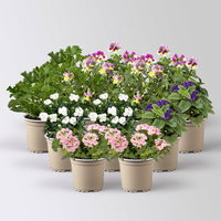 Pflanzenkreation 'Duft', 12 Pflanzen