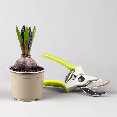 Hyazinthe, blau, vorgetrieben, Topf-Ø 9 cm, 9 Pflanzen