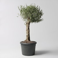 Olivenbaum, knorriger Stamm, Topf-Ø ca. 80 cm, Höhe ca. 200 cm