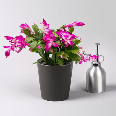 Weihnachtskaktus, lila, mit Übertopf Dallas anthrazit, Topf-Ø 12 cm, 2 Pflanzen