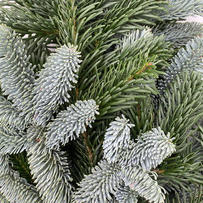 Nordmann- und Nobiliszweige im Handbund je ca. 500 g, 6 Bund Nordmann- und Nobiliszweige im Handbund je ca. 500 g, 6 Bund