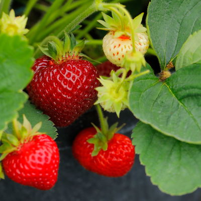 Bio Erdbeere Hummi® 'Süße Brumme', Topf 11x11 cm, 3 Pflanzen Bio Erdbeere Hummi® 'Süße Brumme', Topf 11x11 cm, 3 Pflanzen