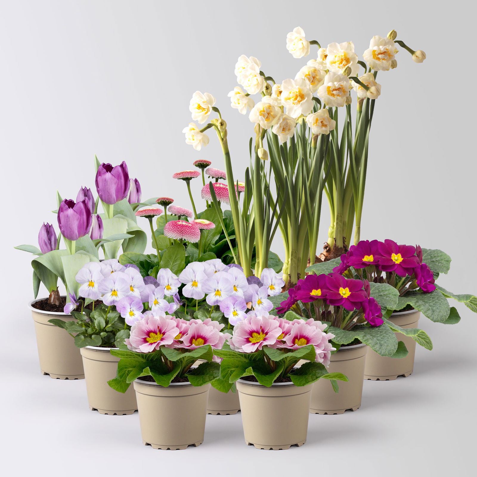 Pflanzen-Set Lila Frühlingsboten, 12 Pflanzen