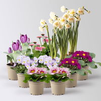 Pflanzen-Set Lila Frühlingsboten, 12 Pflanzen