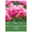 Gefüllte späte Tulpen 'Voque', pink, 7 Blumenzwiebeln Gefüllte späte Tulpen 'Voque', pink, 7 Blumenzwiebeln