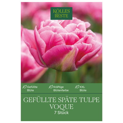 Gefüllte späte Tulpen 'Voque', pink, 7 Blumenzwiebeln
