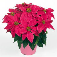 Bio Herbststern, Euphorbia 'Princettia'®, rosa, pink & weiß,Topf-Ø12 cm, 3er-Set