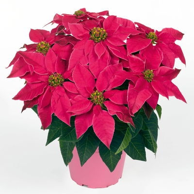 Bio Herbststern 'Princettia'®, rosa, pink & weiß, Topf-Ø 12 cm, 3 Pflanzen