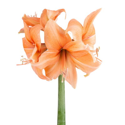 Schnittblumen-Mix aus 5 lachsfarbenen Amaryllis & 5 Eukalyptus