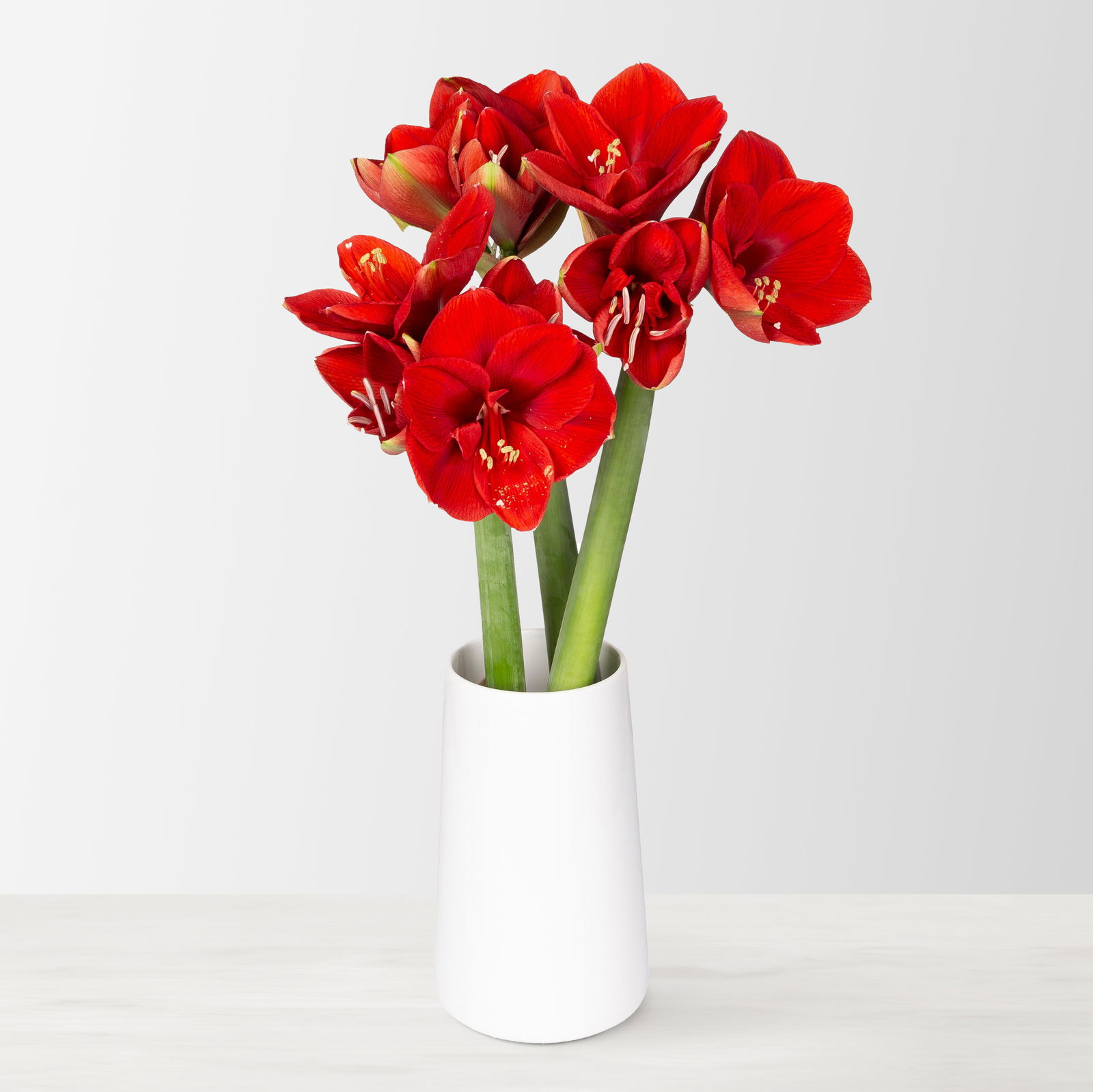 3 rote Amaryllis 'Ferrari'