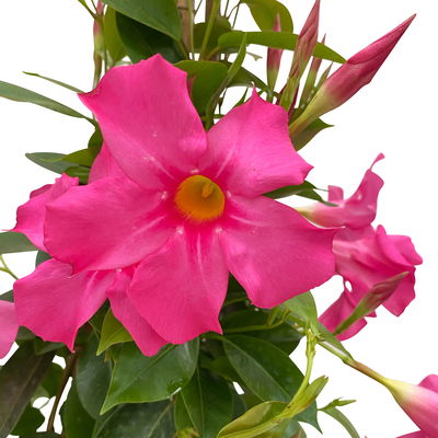 Dipladenie, rosa, Pyramide, Topf-Ø 17 cm, Höhe ca. 70 cm, 2 Pflanzen