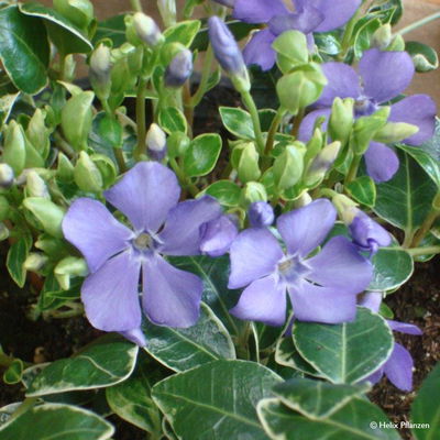 Vinca minor 'Ralph Shugert' (Immergrün), 9 cm Topf, 12er-Set Vinca minor 'Ralph Shugert' (Immergrün), 9 cm Topf, 12er-Set