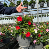 Dipladenie 'Trio', rot-rosa-weiß, Ampeltopf-Ø 25/27 cm Dipladenie 'Trio', rot-rosa-weiß, Ampeltopf-Ø 25/27 cm