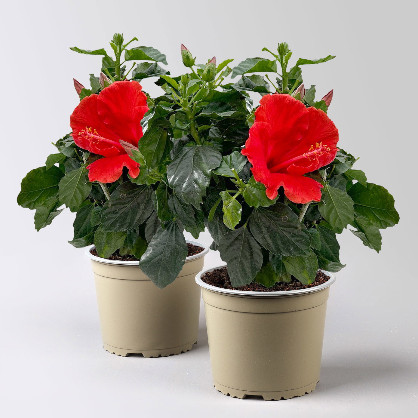 Hibiskus, rot, Busch, Topf-Ø 17 cm, 2 Pflanzen