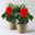 Hibiskus, rot, Busch, Topf-Ø 17 cm, 2 Pflanzen