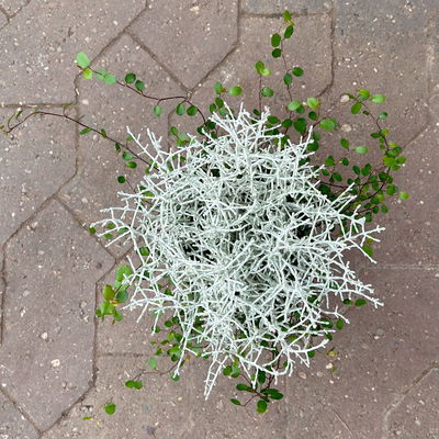 Calocephalus & Mühlenbeckie-Duo, Topf-Ø 12 cm, 6 Pflanzen Calocephalus & Mühlenbeckie-Duo, Topf-Ø 12 cm, 6 Pflanzen