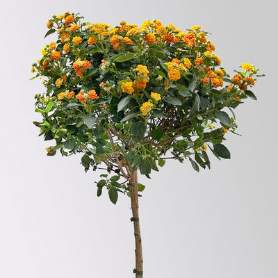 Wandelröschen, orange, Stamm, Topf-Ø 23 cm