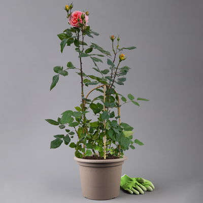 Duftende Edelrose 'Augusta Luise®', rose-aprikot, Doppelbogen, Topf 7,5 Liter Duftende Edelrose 'Augusta Luise®', rose-aprikot, Doppelbogen, Topf 7,5 Liter