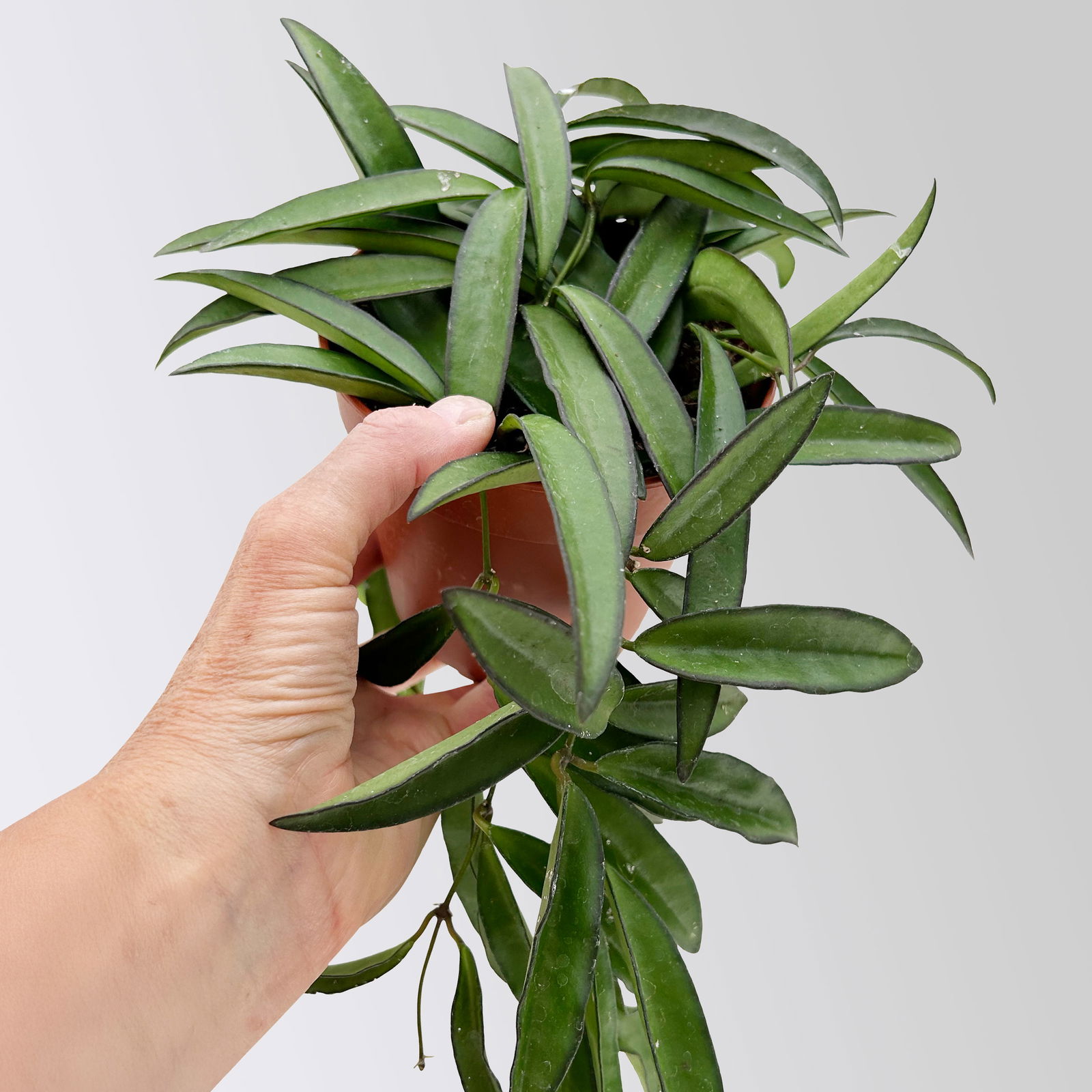 Bio Porzellanblume 'Hoya wayetii', Topf-Ø 10,5 cm, 3 Pflanzen
