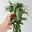 Bio Porzellanblume 'Hoya wayetii', Topf-Ø 10,5 cm, 3 Pflanzen