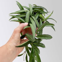 Bio Porzellanblume 'Hoya wayetii', Topf-Ø 10,5 cm, 3 Pflanzen