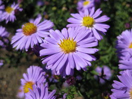 Aster Aster
