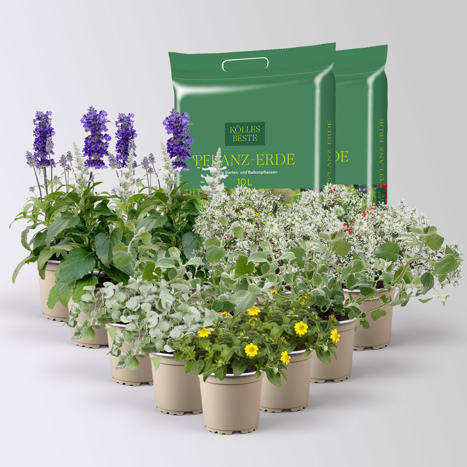 Pflanzenkreation 'Pflegeleicht', 12 Pflanzen inkl. Erde