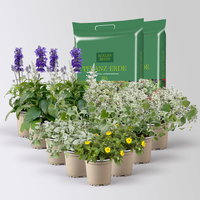 Pflanzenkreation 'Pflegeleicht', 12 Pflanzen inkl. Erde