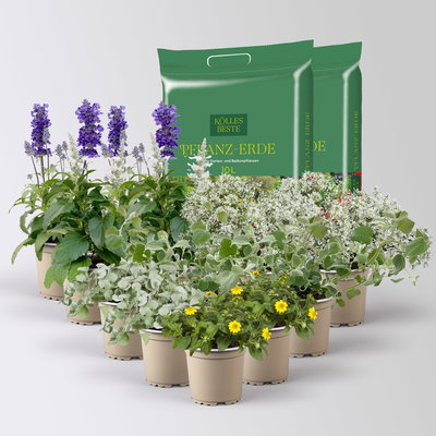Pflanzenkreation 'Pflegeleicht', 12 Pflanzen inkl. Erde