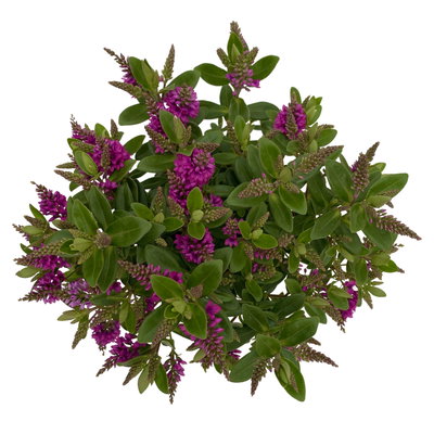 Hebe 'All Blooms®', lila, Topf-Ø 12 cm, 3 Pflanzen Hebe 'All Blooms®', lila, Topf-Ø 12 cm, 3 Pflanzen