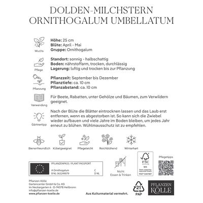 Doldiger Milchstern (Ornithogalum Umbellatum) weiß, 20 Blumenzwiebeln