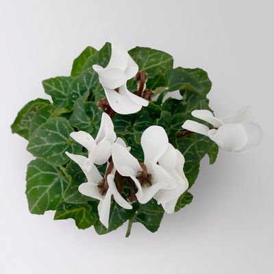 Alpenveilchen Mini, weiß, Topf-Ø 6 cm, 10 Pflanzen Alpenveilchen Mini, weiß, Topf-Ø 6 cm, 10 Pflanzen