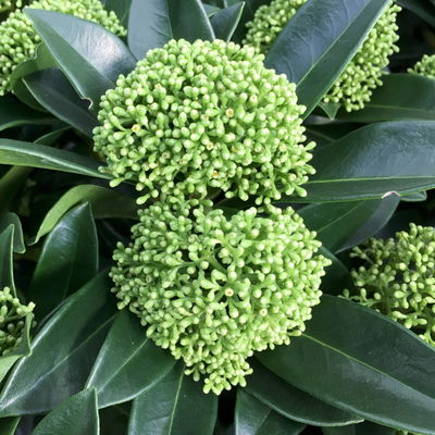 Kölle Blütenskimmie 'White Globe'® (Skimmia japonica), weiß, im 10,5 cm Topf