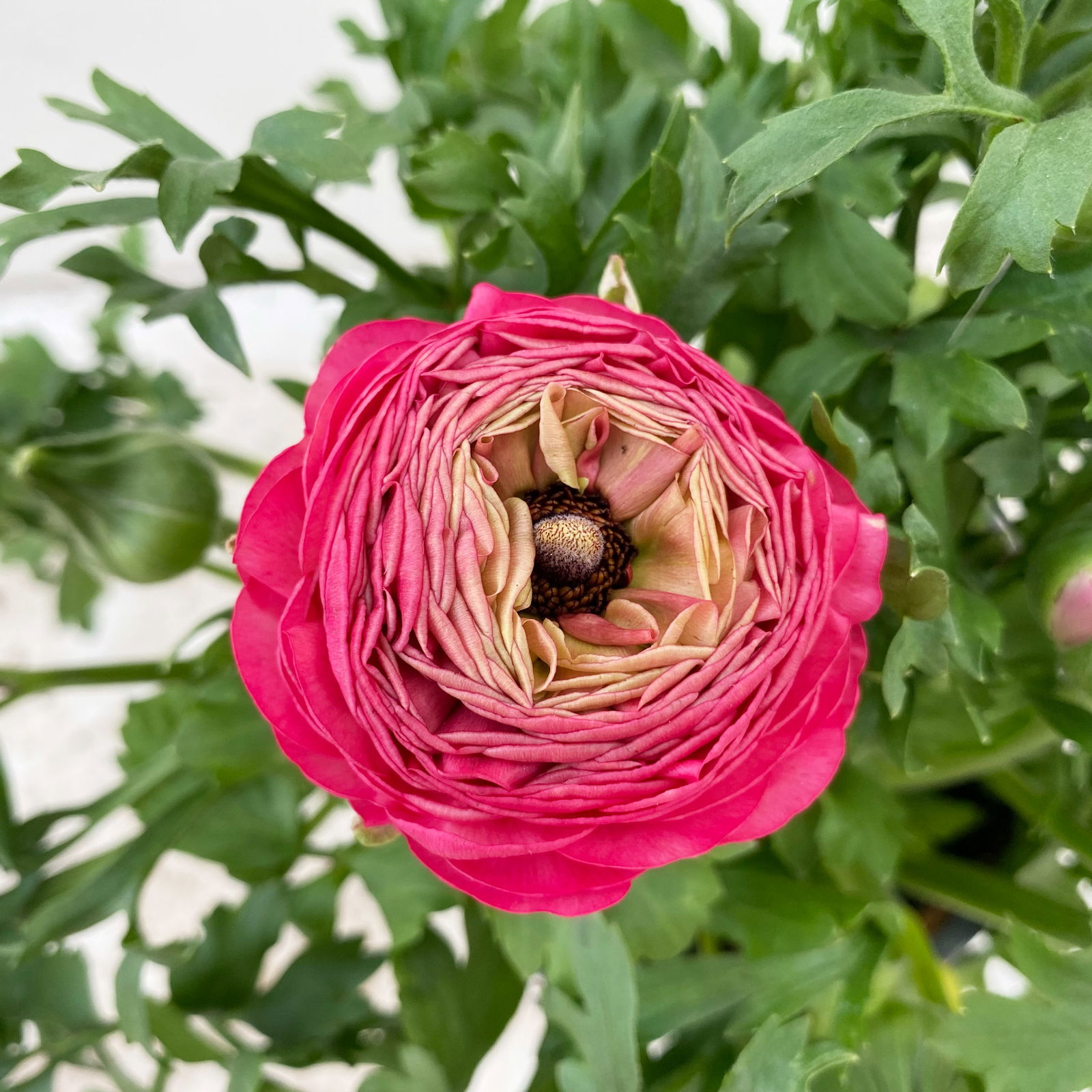 Pflanzenkreation Gartenromantik, 9 Pflanzen inkl. Erde und Dünger Pflanzenkreation Gartenromantik, 9 Pflanzen inkl. Erde und Dünger