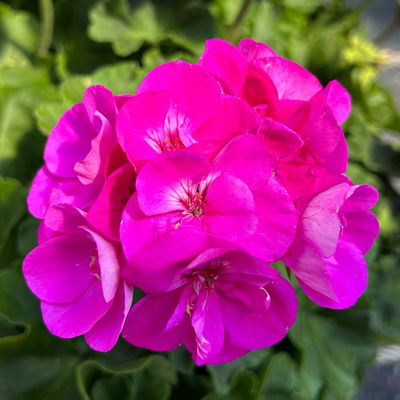 Geranie pink, stehend, Topf-Ø 13 cm, 6 Stück