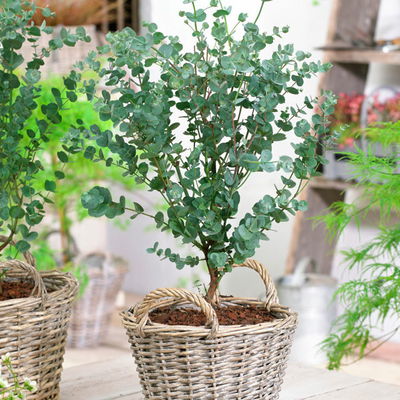 Eucalyptus gunnii 'Azura®', Topf-Ø 15 cm Eucalyptus gunnii 'Azura®', Topf-Ø 15 cm