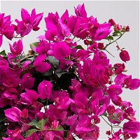 Bougainvillea pink/lila, Spalier, Topf-Ø 17 cm, Höhe ca. 50 cm