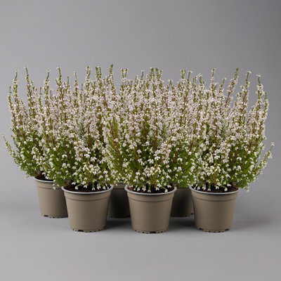 Glockenheide, weiß, Topf-Ø 11cm, 6 Pflanzen Glockenheide, weiß, Topf-Ø 11cm, 6 Pflanzen