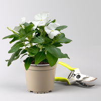 Catharanthus, Farben zufällig, Topf-Ø 13 cm, 6 Pflanzen