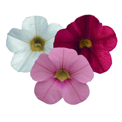 Zauberglöckchen 'Pink Paradise', rosa-pink-weiß, Ampeltopf-Ø 27 cm