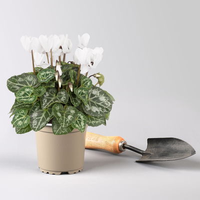 Alpenveilchen 'Outland', Farben zufällig, Topf-Ø 10,5/11 cm, 6 Pflanzen