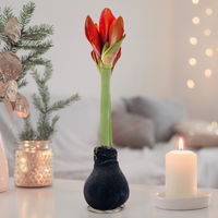 Amaryllis in Wachs, Dekor 'Black Velvet Touch', Blüte rot