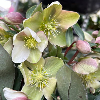 Lenzrose 'ViV® Valeria', cremeweiß, Topf-Ø 15 cm, 2 Pflanzen Lenzrose 'ViV® Valeria', cremeweiß, Topf-Ø 15 cm, 2 Pflanzen