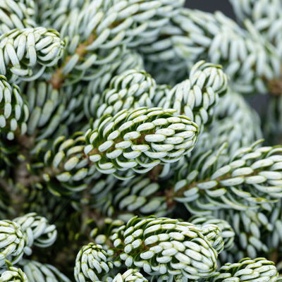 Eissilberne Zwerg-Lockentanne, Höhe 20-25 cm, Topf 3 Liter Eissilberne Zwerg-Lockentanne, Höhe 20-25 cm, Topf 3 Liter