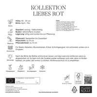 Tulpenmischung 'Liebes Rot', Größe 12+, 15 Blumenzwiebeln